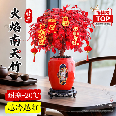 特级火焰南天竹盆栽室内绿植好养
