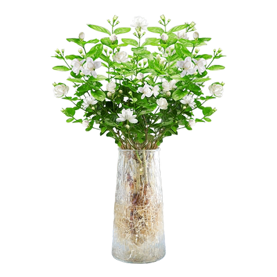 水培茉莉花绿植好养水养栀子花卉