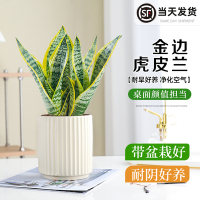 金边虎皮兰盆栽室内客厅绿植净化