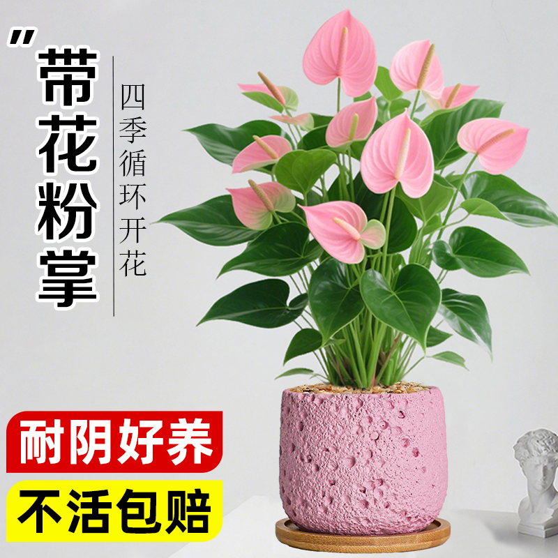 【带花粉掌】室内好养绿植物花卉