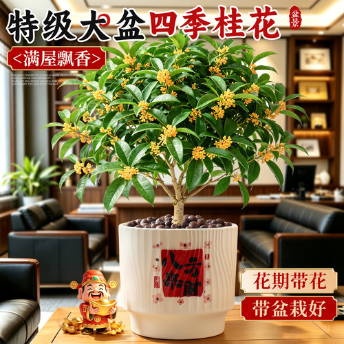 【5A级老桩】四季桂花开花浓香
