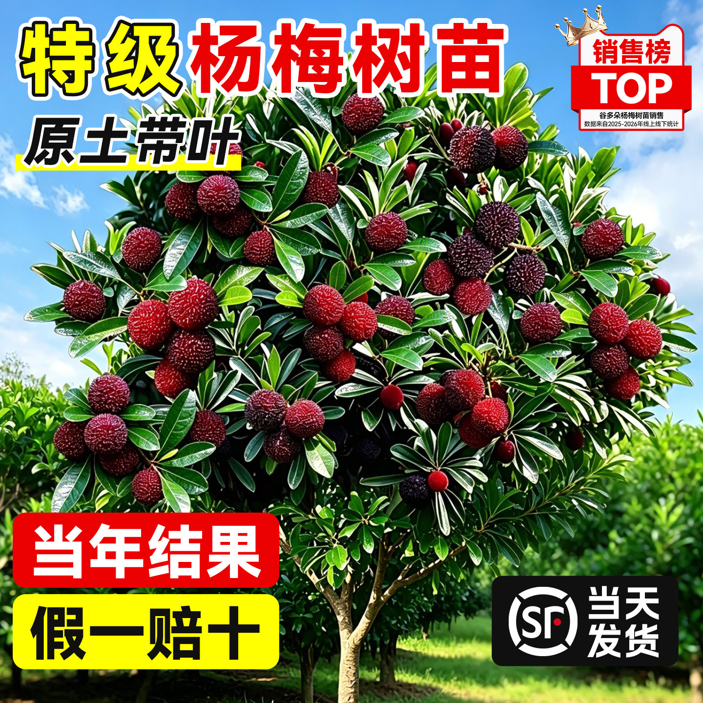 仙居东魁杨梅树果苗嫁接大苗黑炭杨梅南北方种植地栽好养当年结果