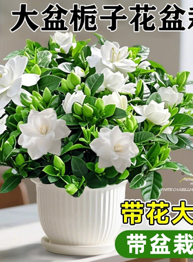 大盆栀子花盆栽多季开花植物树苗室内绿植阳台好养活茉莉花带花苞
