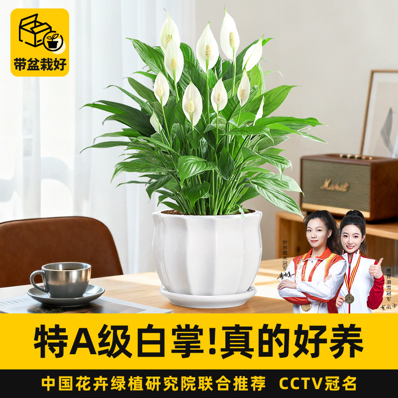 特级白掌盆栽一帆风顺绿植耐阴好养植物四季室内客厅桌面花卉植物,鲜花速递/花卉仿真/绿植园艺,时令草本花卉,淘宝优惠券,粉丝福利购,淘宝优惠卷