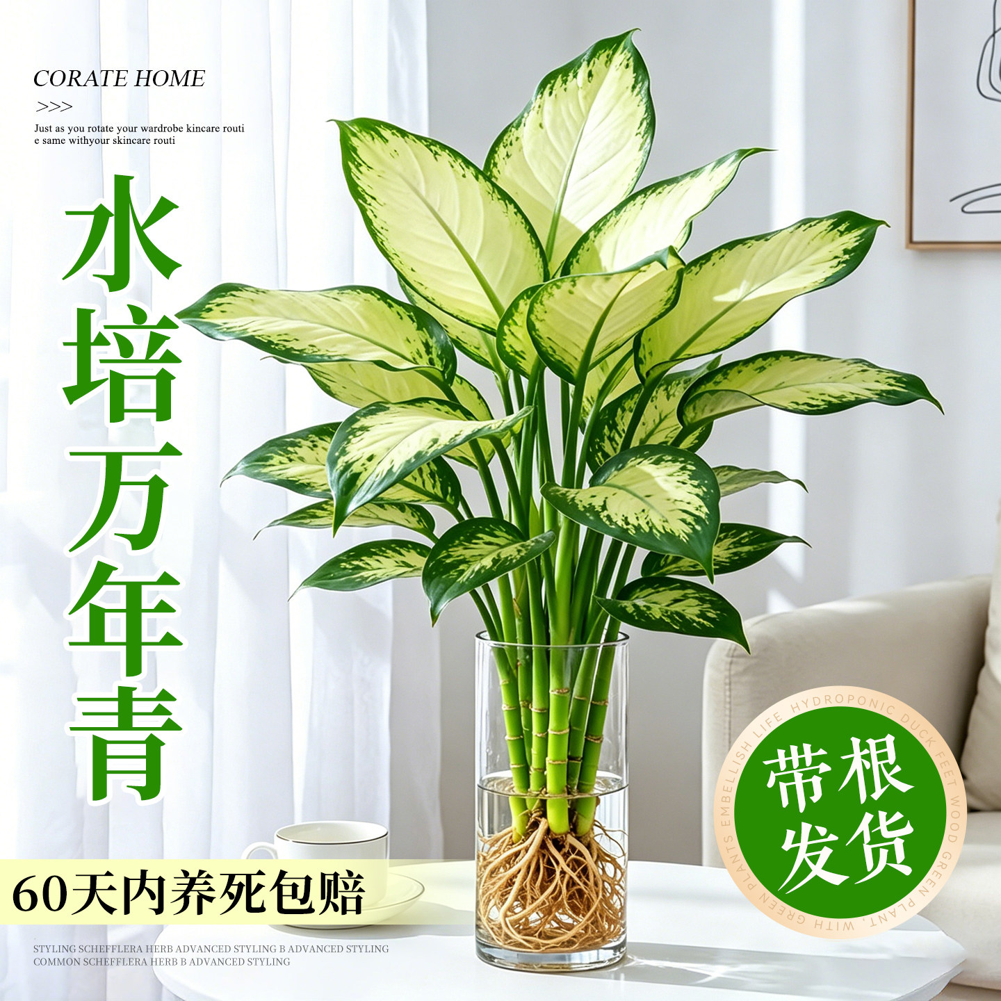 【水培好养】万年青桌面绿植盆栽图片