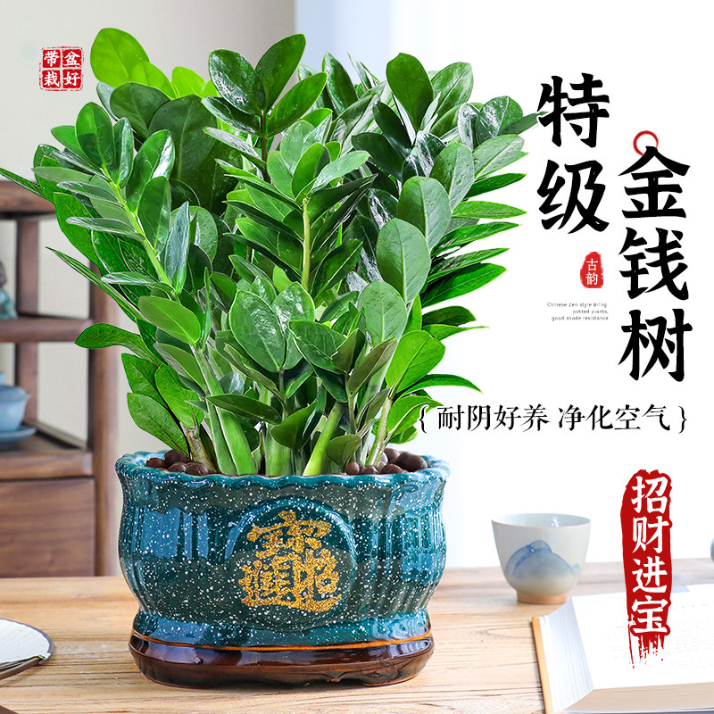 金钱树盆栽植物室内客厅钱串招财旺宅摇钱发财旺宅树绿植花卉好养