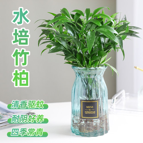 水培驱蚊竹柏植物室内四季常青