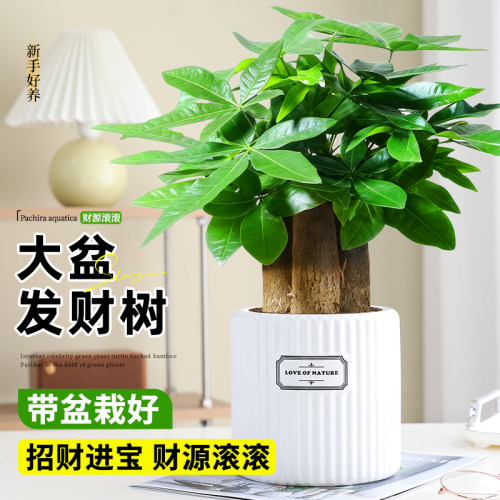 大盆三杆发财树绿植盆栽室内四季常青花卉好养净化招财金钱树盆景