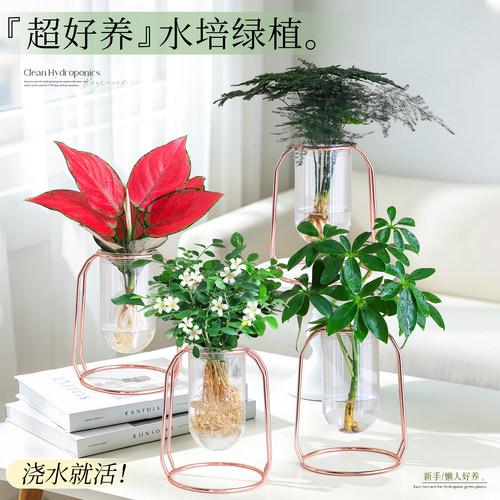 【超好养文竹绿植】工位招财摆件