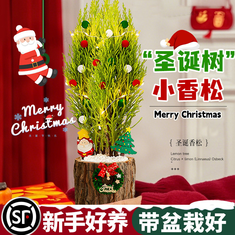 【圣诞树绿植物】小香松盆栽花卉