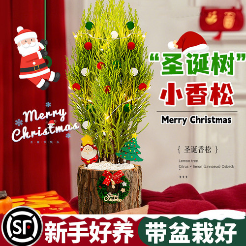 【圣诞树绿植物】小香松盆栽花卉