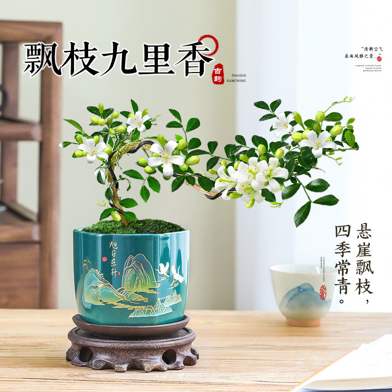 飘枝九里香悬崖造型老桩桌面盆栽图片