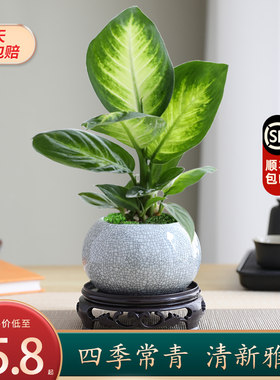 万年青植物盆栽办公室净化空气