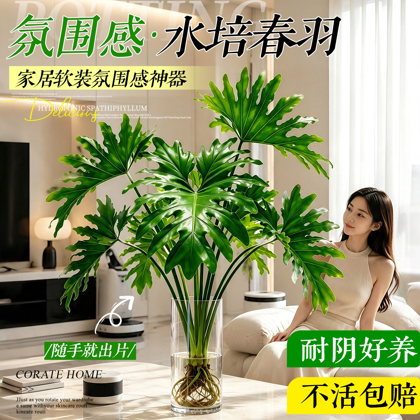 【大叶带根】水培春雨有水就活图片