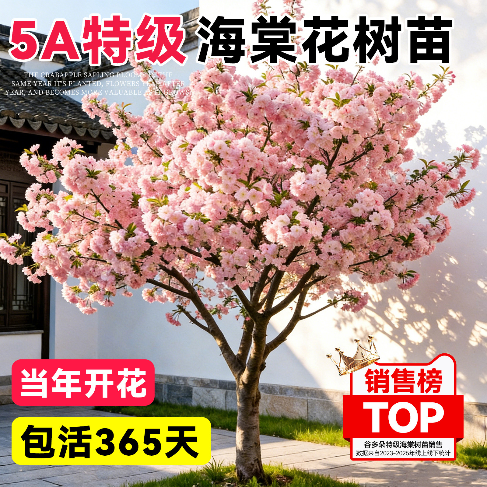 海棠树苗庭院地栽大树北美垂丝西府海棠花卉四季种植耐寒开花植物