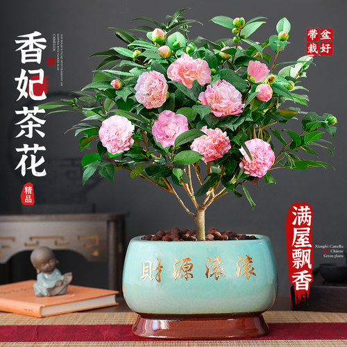 特级精品大盆香妃山茶室内好养活