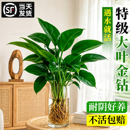 【净化空气】水培金钻好养绿植物