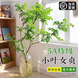 小叶女贞水培鲜切枝老桩造型室内绿植办公室插花招财好养四季常青
