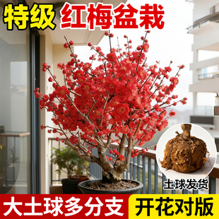 老桩红梅花盆栽矮化老桩盆景腊梅花室外阳台庭院耐寒花苗花卉浓香
