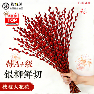银柳真花鲜枝水养植物室内客厅鲜花绿植年宵花卉干花摆件耐寒好养