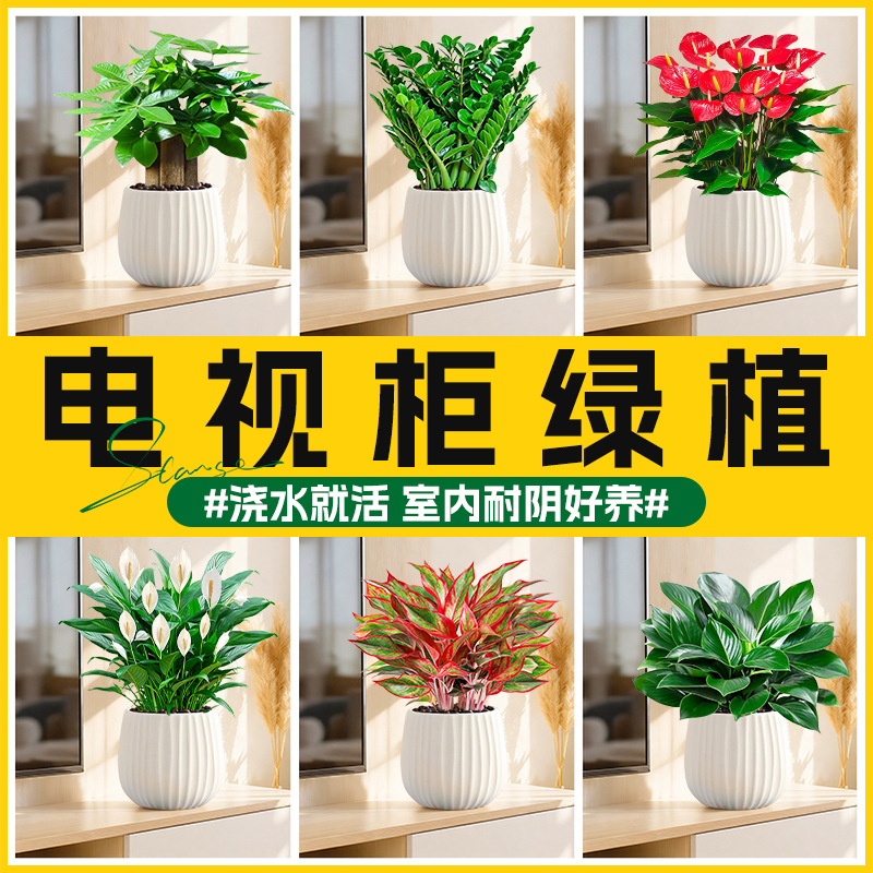 电视柜绿植发财树金钱树白掌红掌盆栽室内客厅植物花卉好养活招财