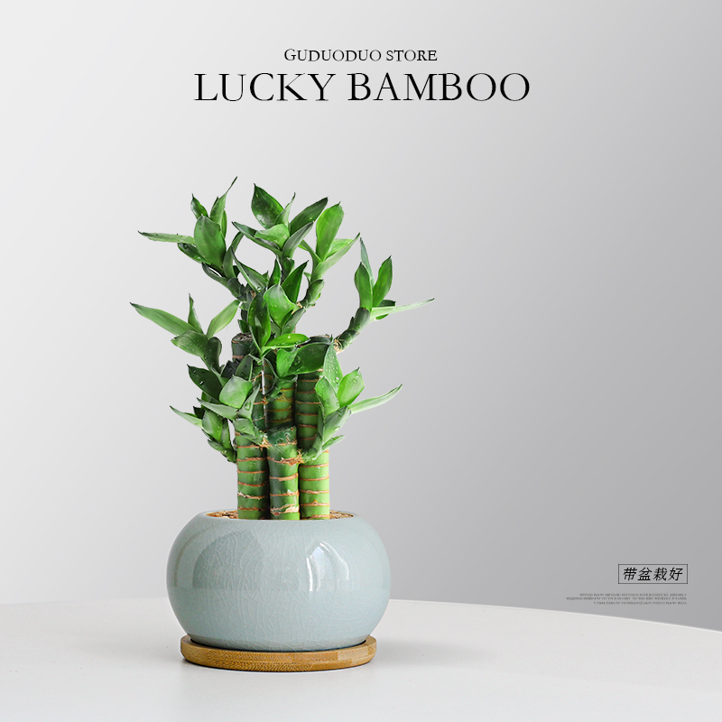 富贵竹节节高植物室内办公室绿植