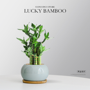 富贵竹节节高植物室内办公室桌面花卉绿植北欧解压好养盆栽步步高