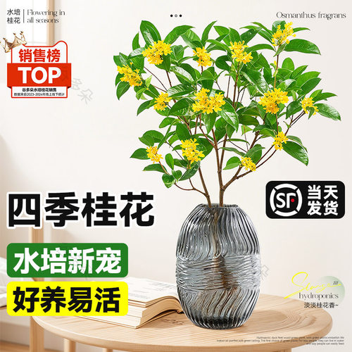 水培桂花盆栽树苗水养植物花卉