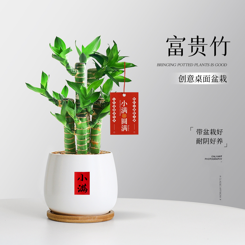 富贵竹盆栽室内办公桌面招财绿植