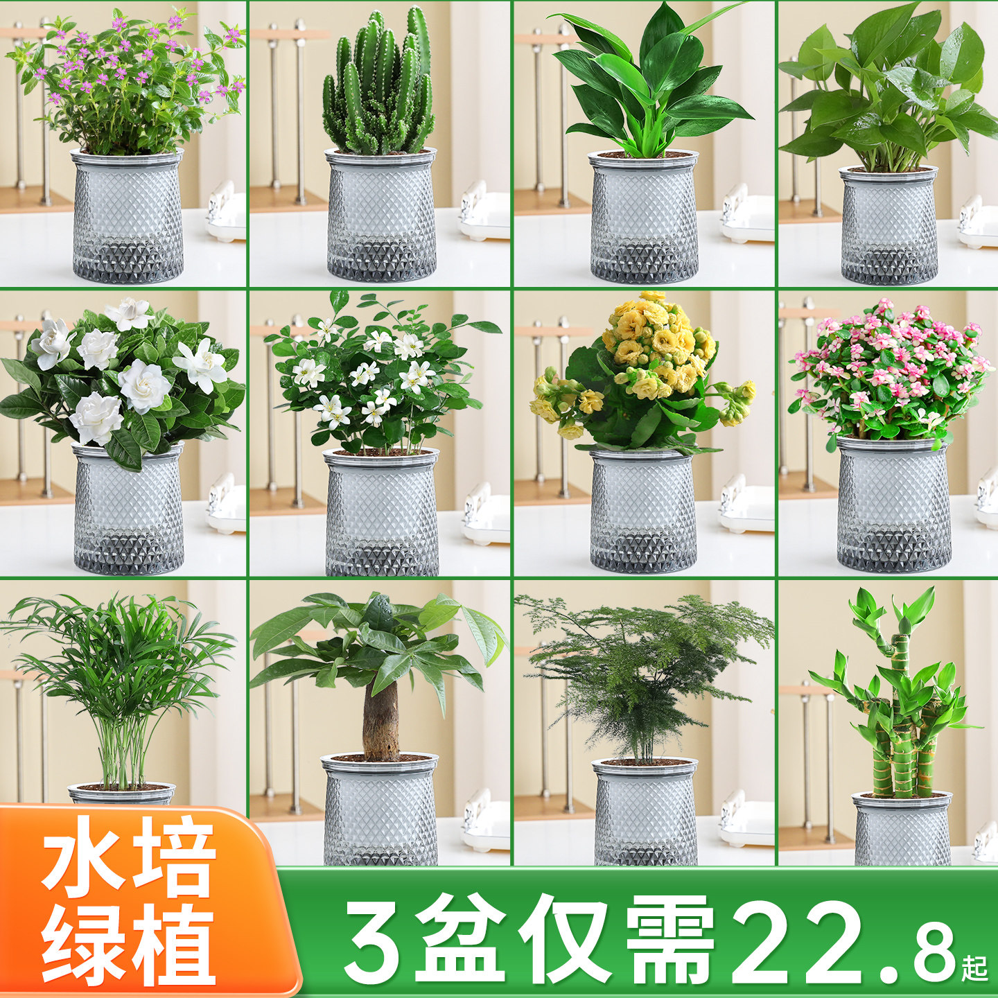绿萝箩桌面植物小绿植发财树盆栽水培花卉办公室幼儿园多肉好养活