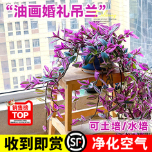 油画婚礼吊兰大苗盆栽室内垂吊植物四季好养花卉阳台多肉老桩绿植