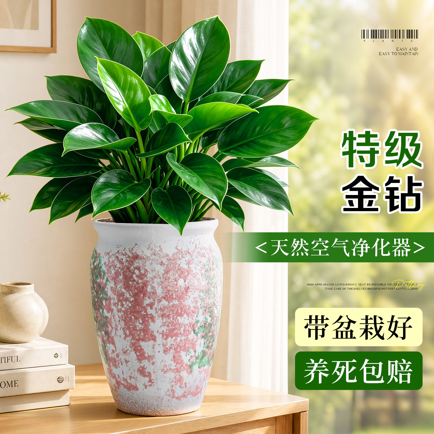 【好养易活】特级金钻绿公主盆栽图片