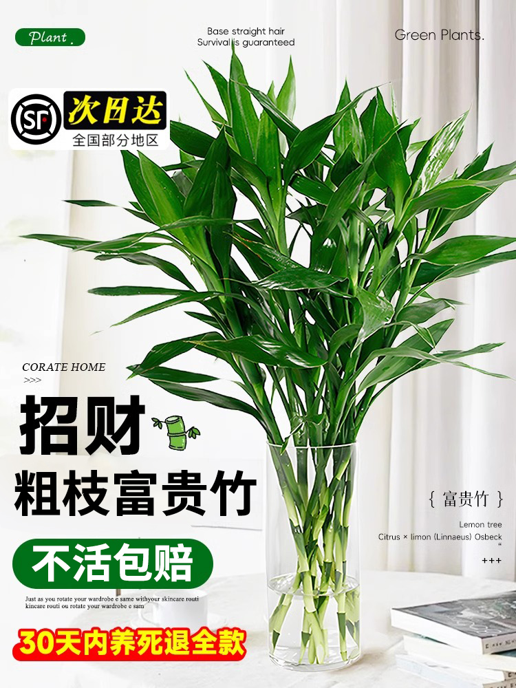 富贵竹水培植物转运竹盆栽室内带根水养招财绿植粗枝竹子四季好养