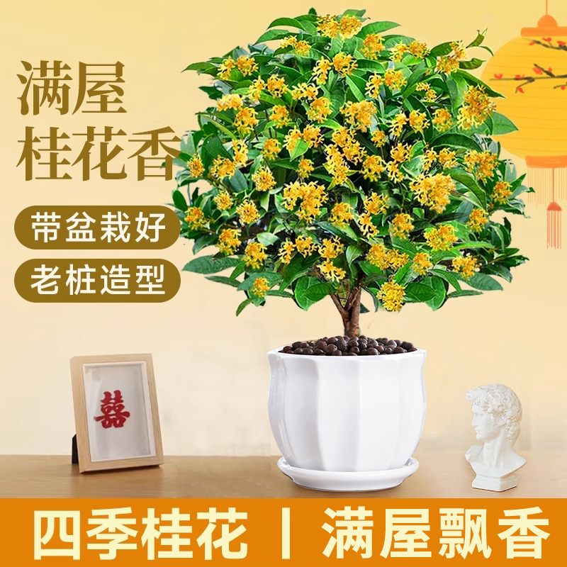 四季桂花树苗盆栽开花绿植物室内