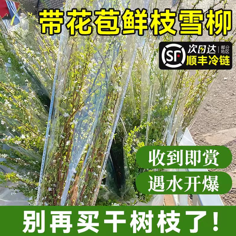 鲜枝雪柳带花苞水培植物室内客厅桌面干枝水养绿植鲜花卉好养龙柳
