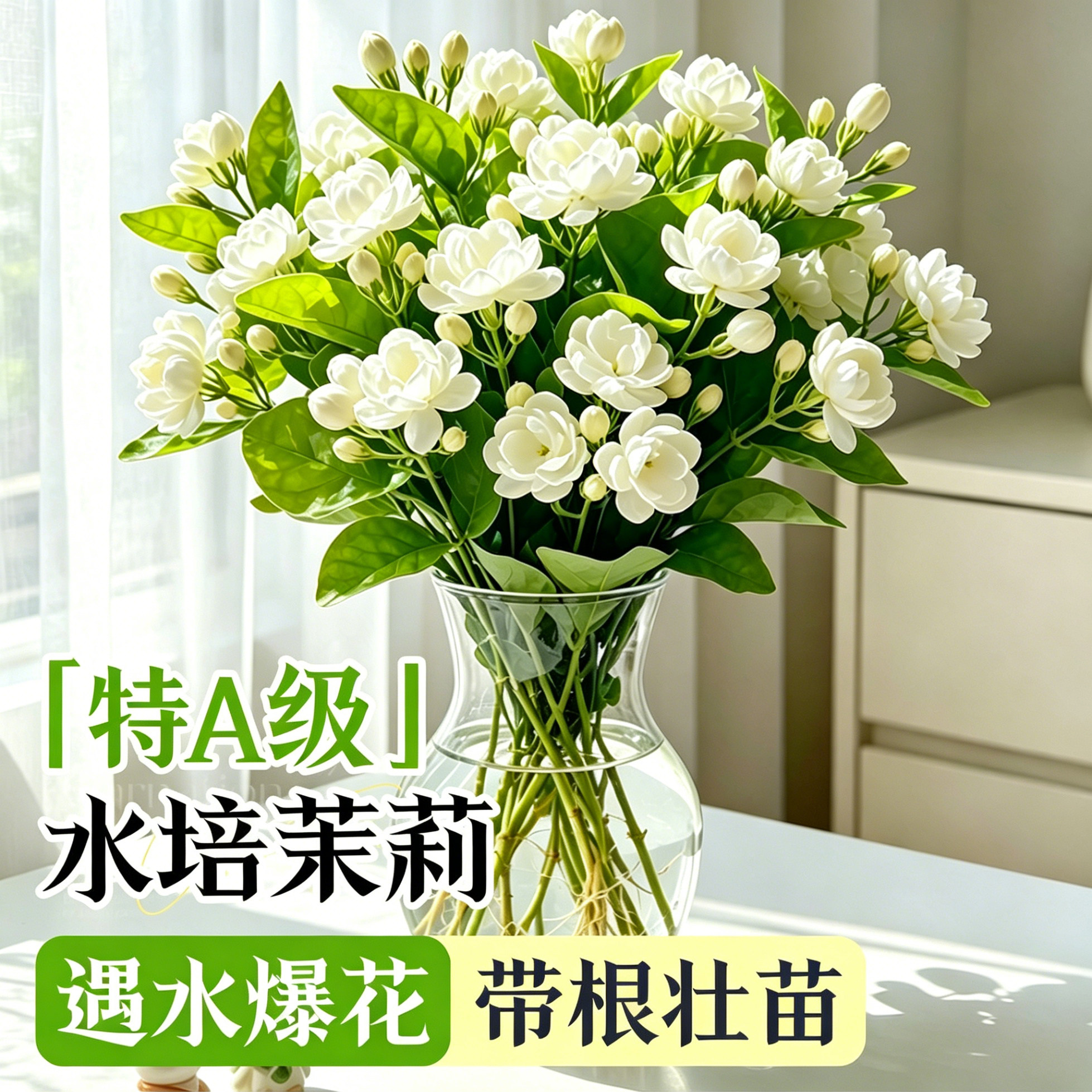 【水培浓香茉莉花】遇水爆花好养图片