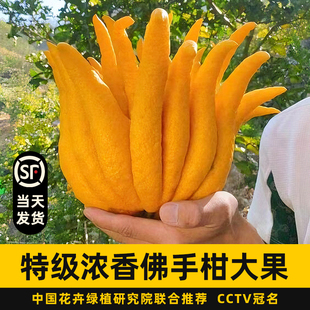 佛手柑鲜果办公桌面水培绿植物香薰闻香葫芦摆件香橼天然新鲜可食