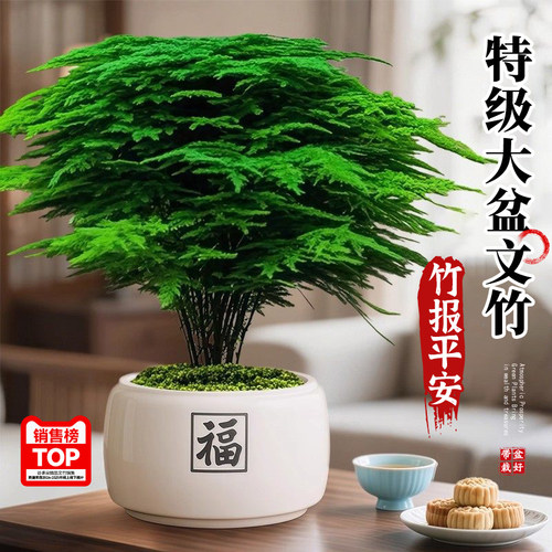 特级大盆文竹盆栽四季常青好养