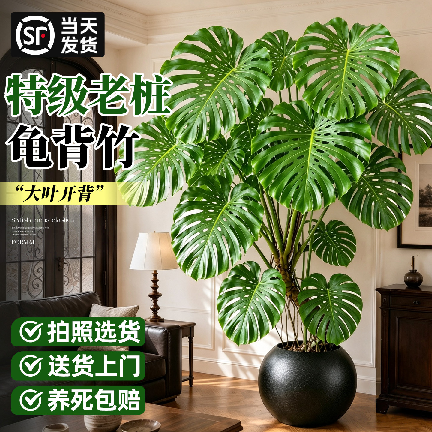 【老桩提根龟背竹】室内耐阴好养图片