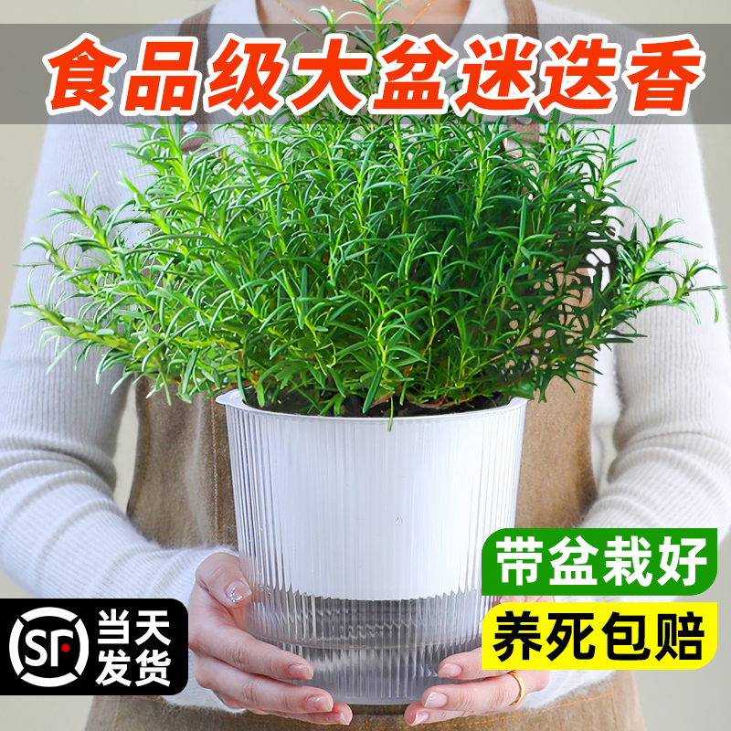 大盆迷迭香可食用室内煎牛排绿植
