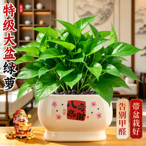 【耐阴好养】大盆绿萝四季常青