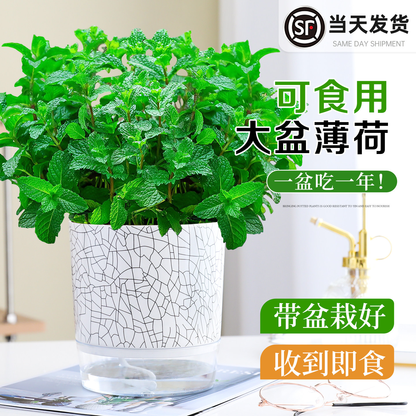 食品级薄荷盆栽大苗室内绿植大盆迷迭香紫苏好养猫薄荷叶驱蚊植物