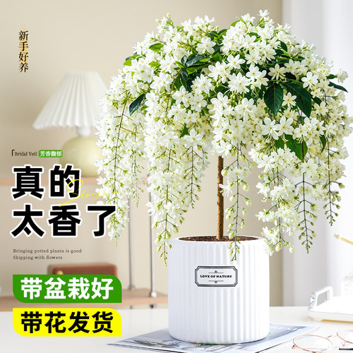 【花开瀑布垂丝茉莉】大盆老桩