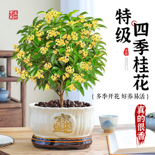 特级桂花盆栽室内外浓香花卉植物