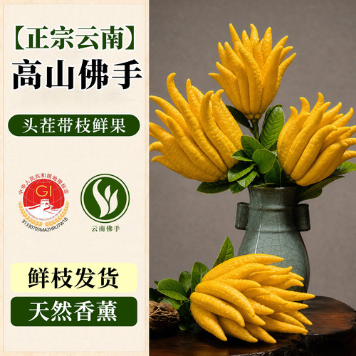 【鲜枝佛手柑】水培浓香带枝鲜果
