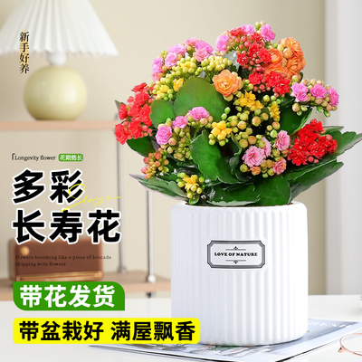多彩长寿花盆栽重瓣大花室内花卉
