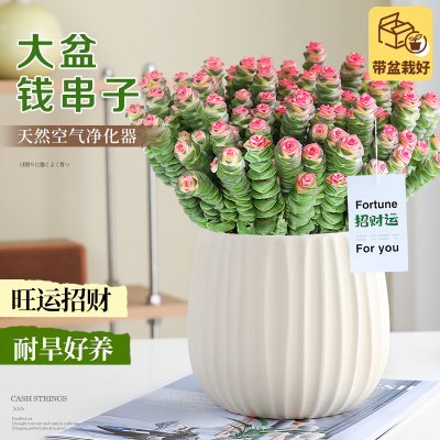 特大盆钱串子多肉植物发招财绿植