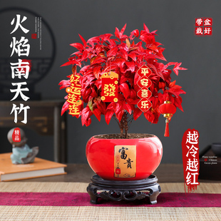 火焰南天竹盆栽室内外绿植耐寒植物四季观叶好养易活花卉年宵盆景