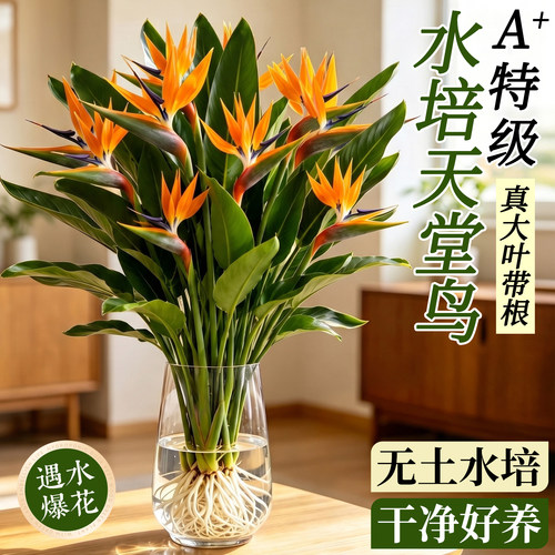 【干净好养】天堂鸟带根壮苗水培