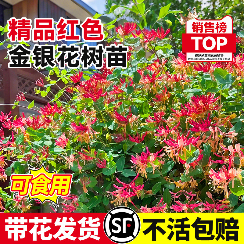 红色金银花树苗可食用五彩老桩盆栽庭院爬藤植物花卉四季常青绿植